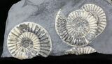 White Arnioceras Ammonite Cluster - England #23275-1